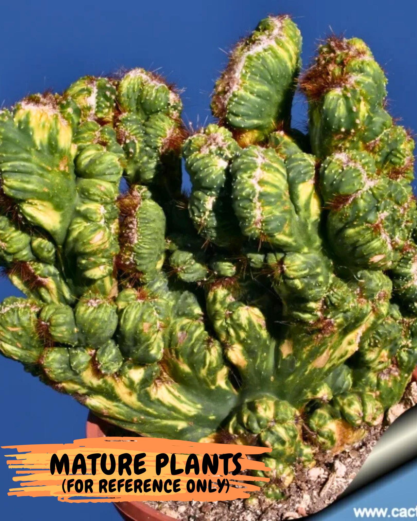 Cereus monstruosus Variegatus Hort (p) | Imported