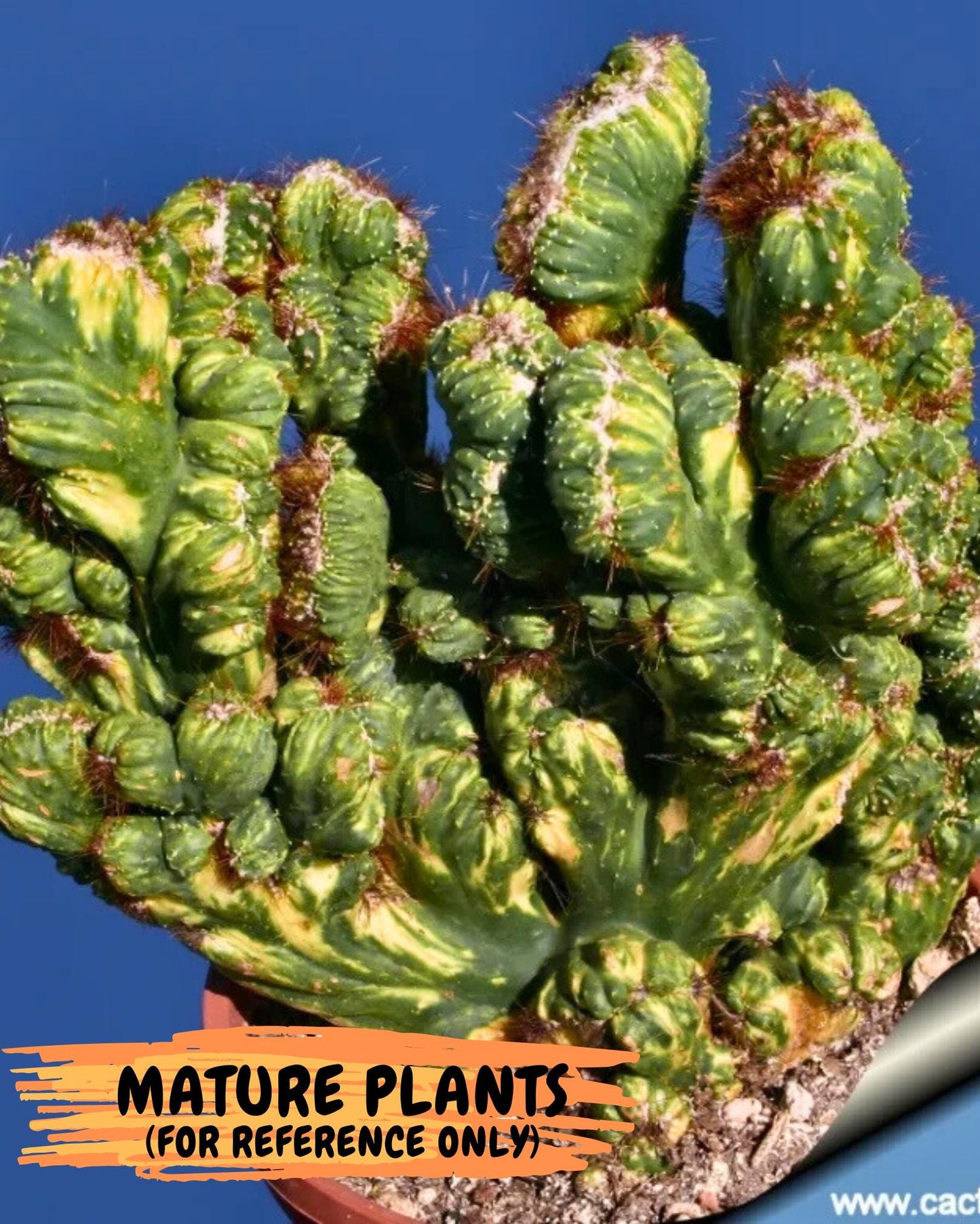Cereus monstruosus Variegatus Hort (15) | Imported