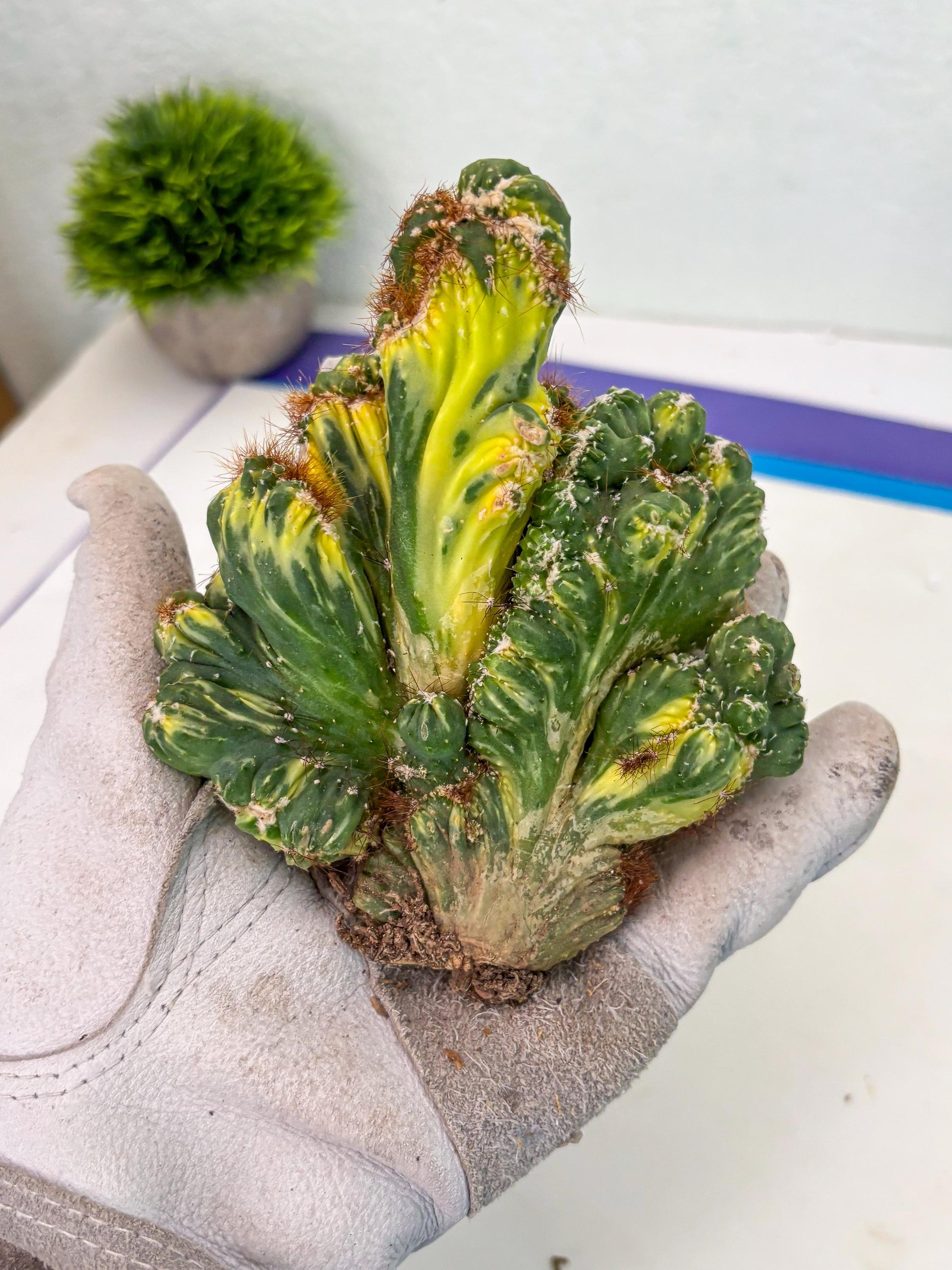 Cereus Forbesii Monstrose Variegated | Rare Imported Cactus | Variegated Cactus