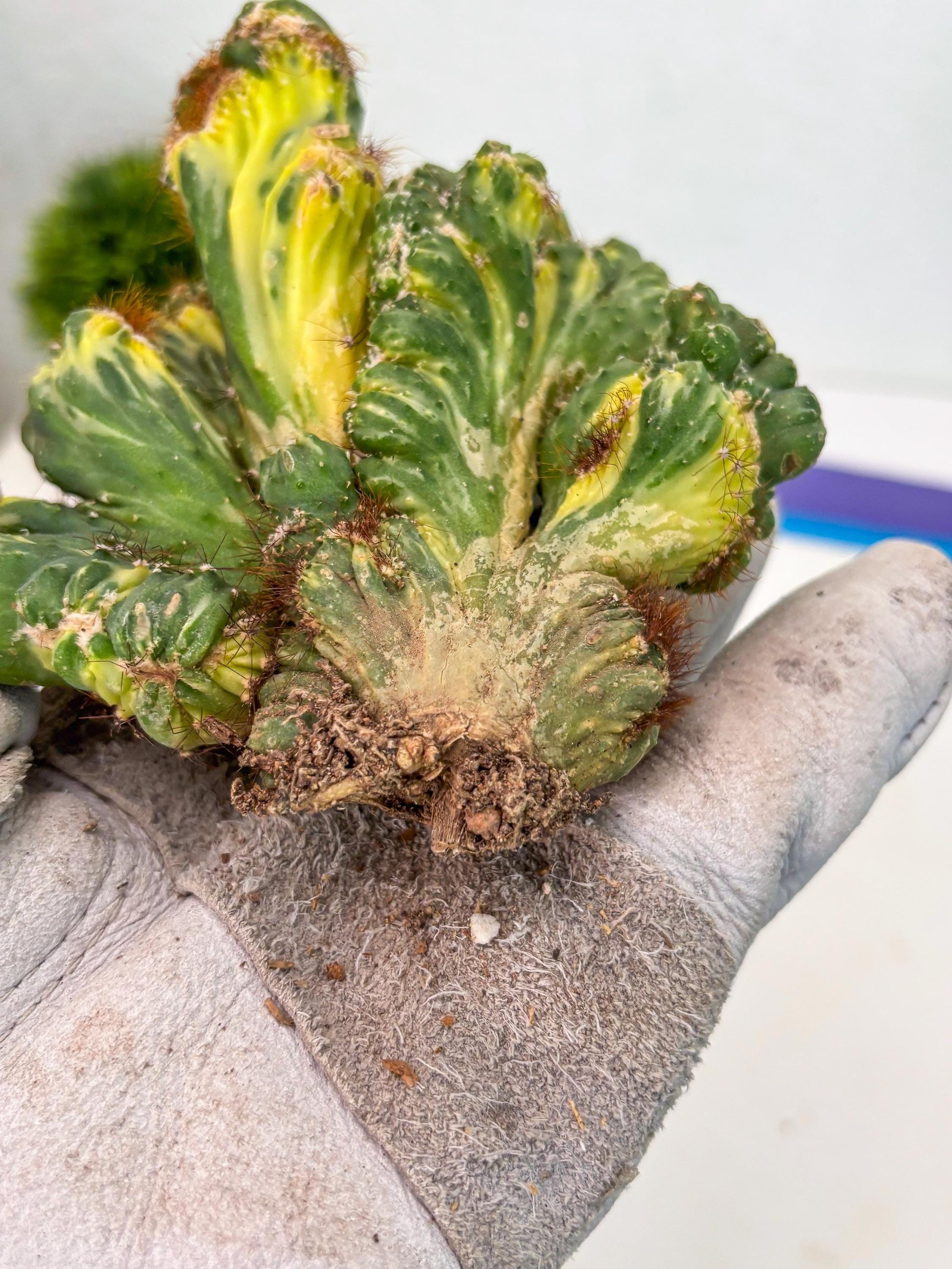 Cereus Forbesii Monstrose Variegated | Rare Imported Cactus | Variegated Cactus