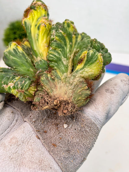 Cereus Forbesii Monstrose Variegated | Rare Imported Cactus | Variegated Cactus