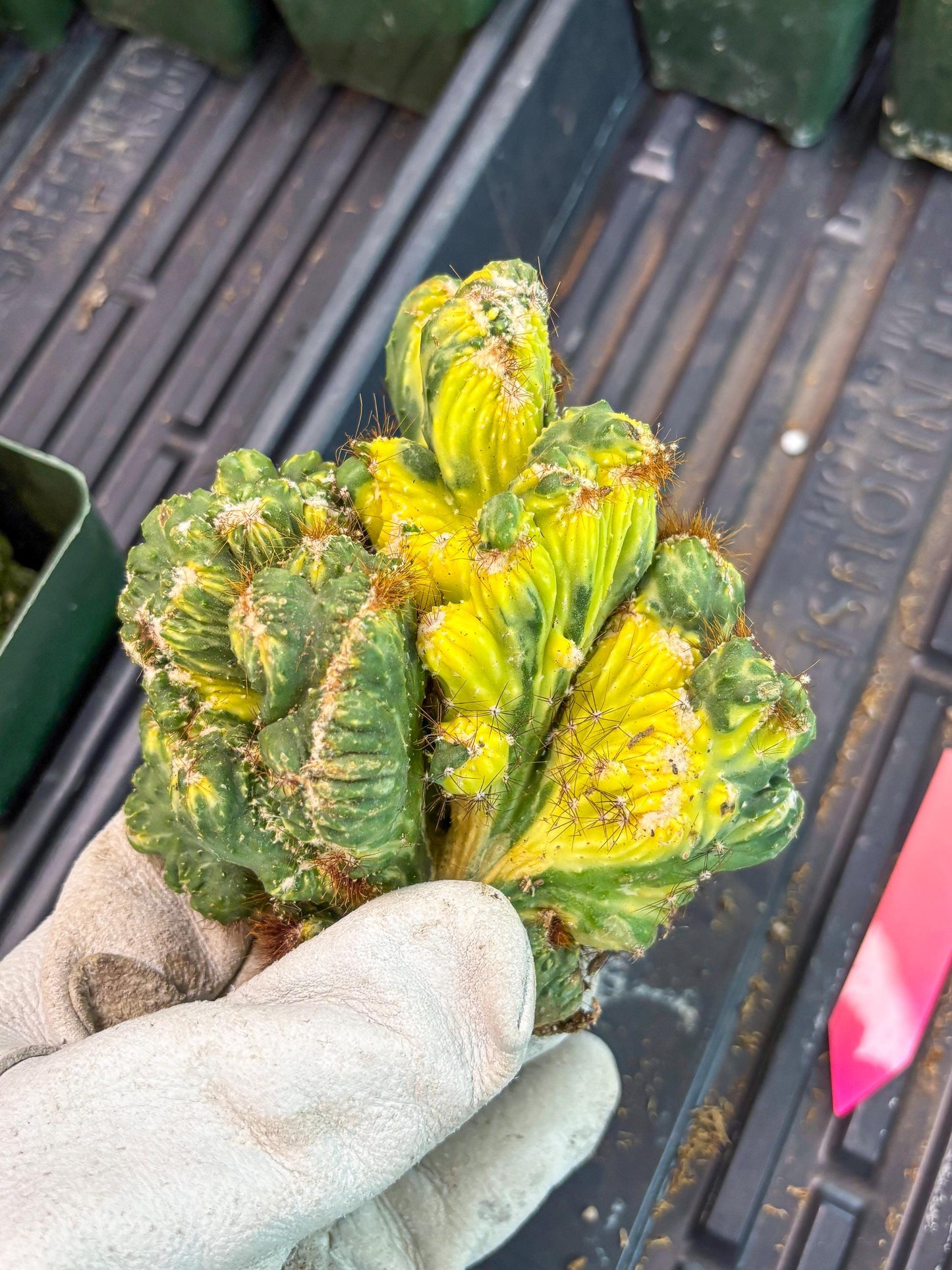 Cereus Forbesii Monstrose Variegated | Rare Imported Cactus | Variegated Cactus