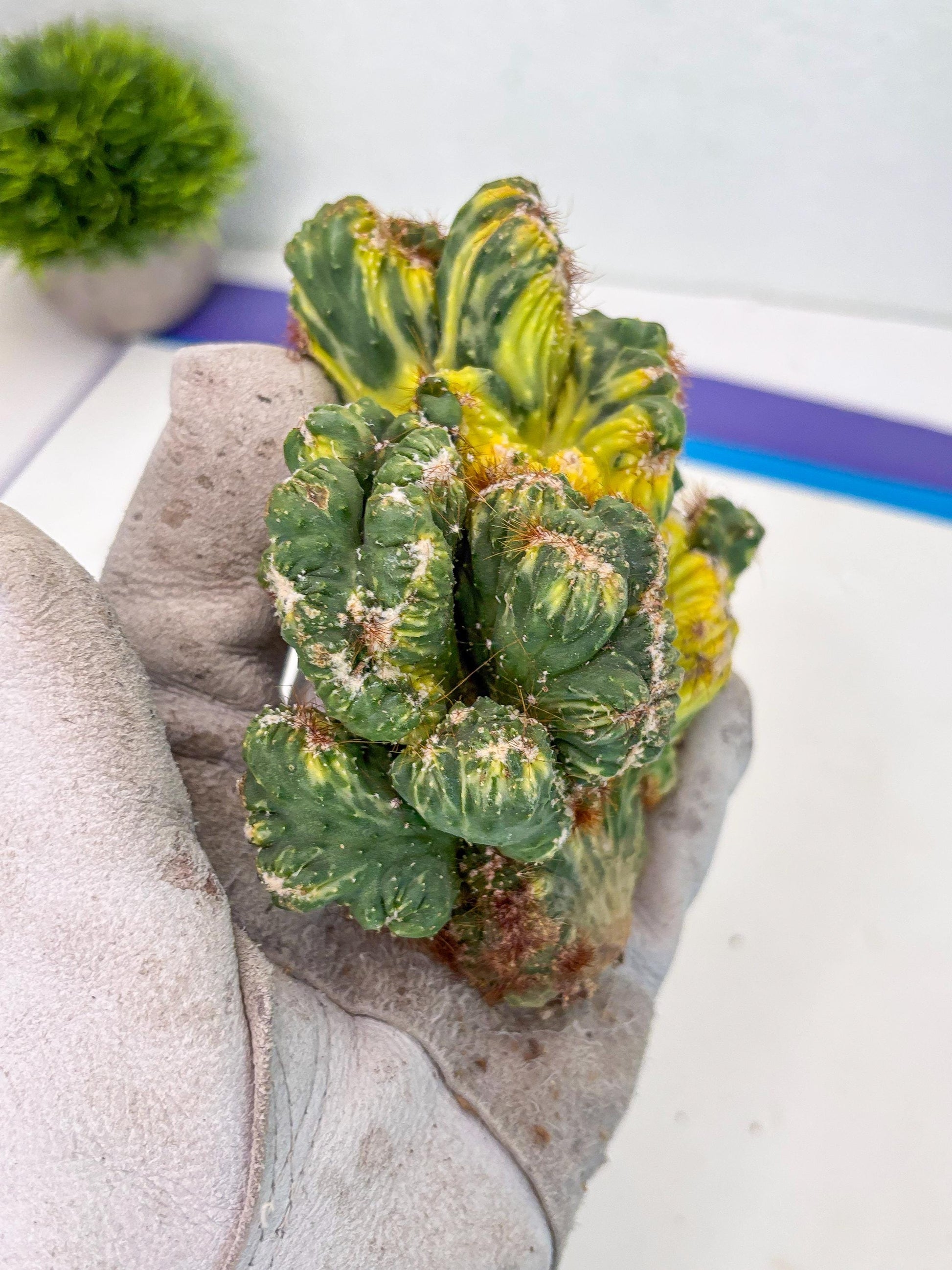 Cereus Forbesii Monstrose Variegated | Rare Imported Cactus | Variegated Cactus