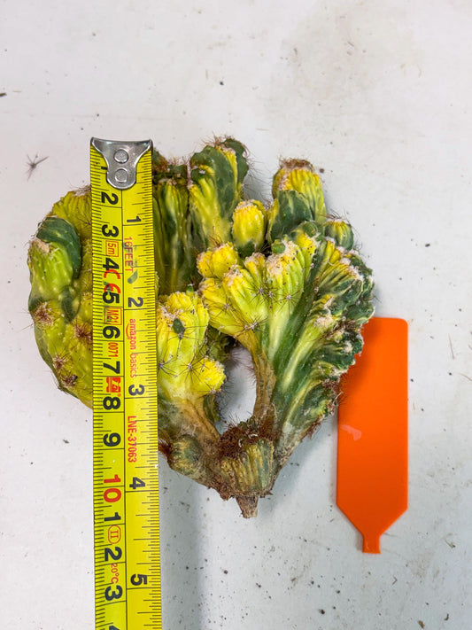 Cereus monstruosus Variegatus Hort (o) | Imported