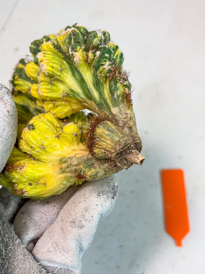 Cereus monstruosus Variegatus Hort (o) | Imported