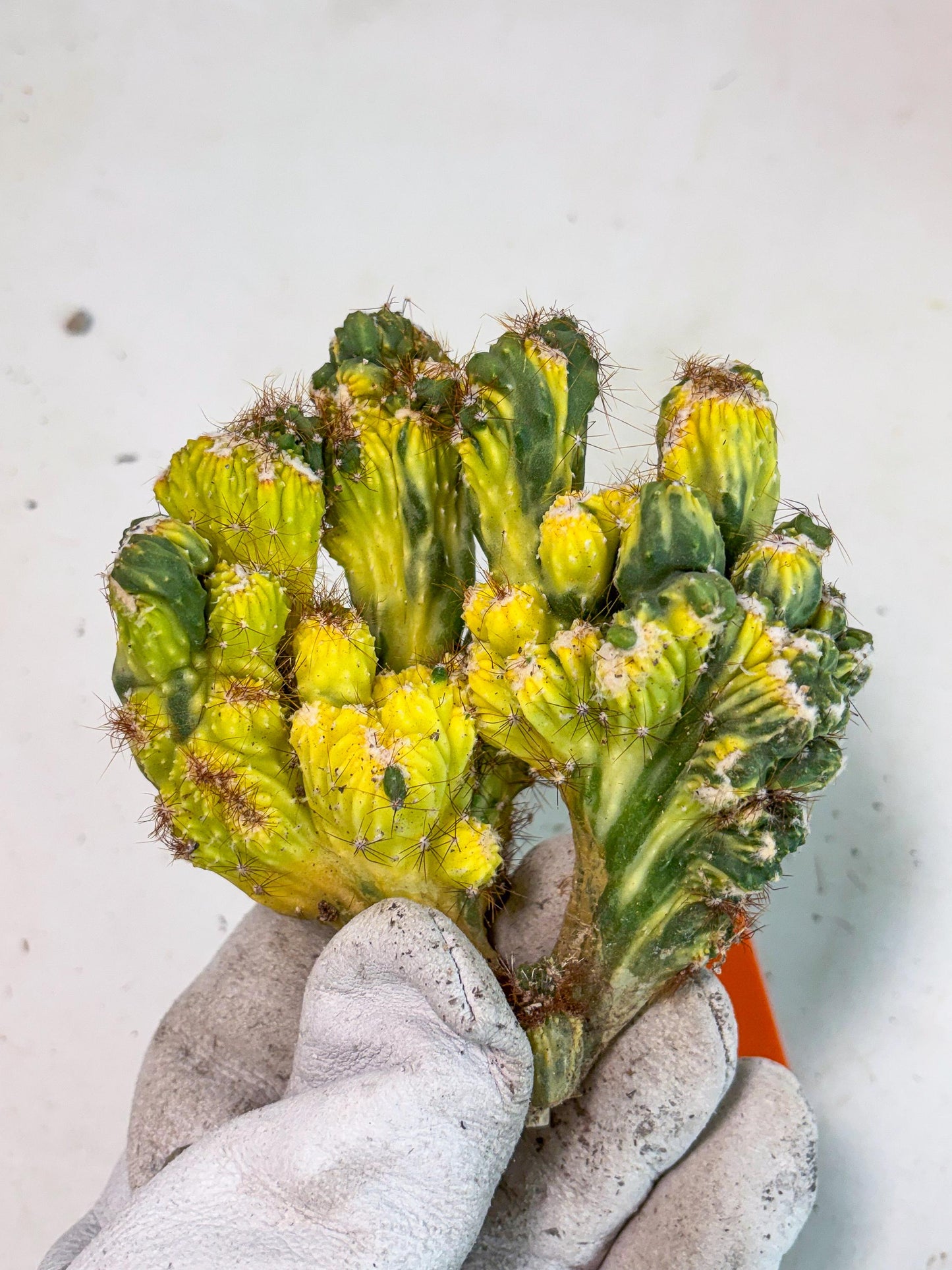 Cereus monstruosus Variegatus Hort (o) | Imported