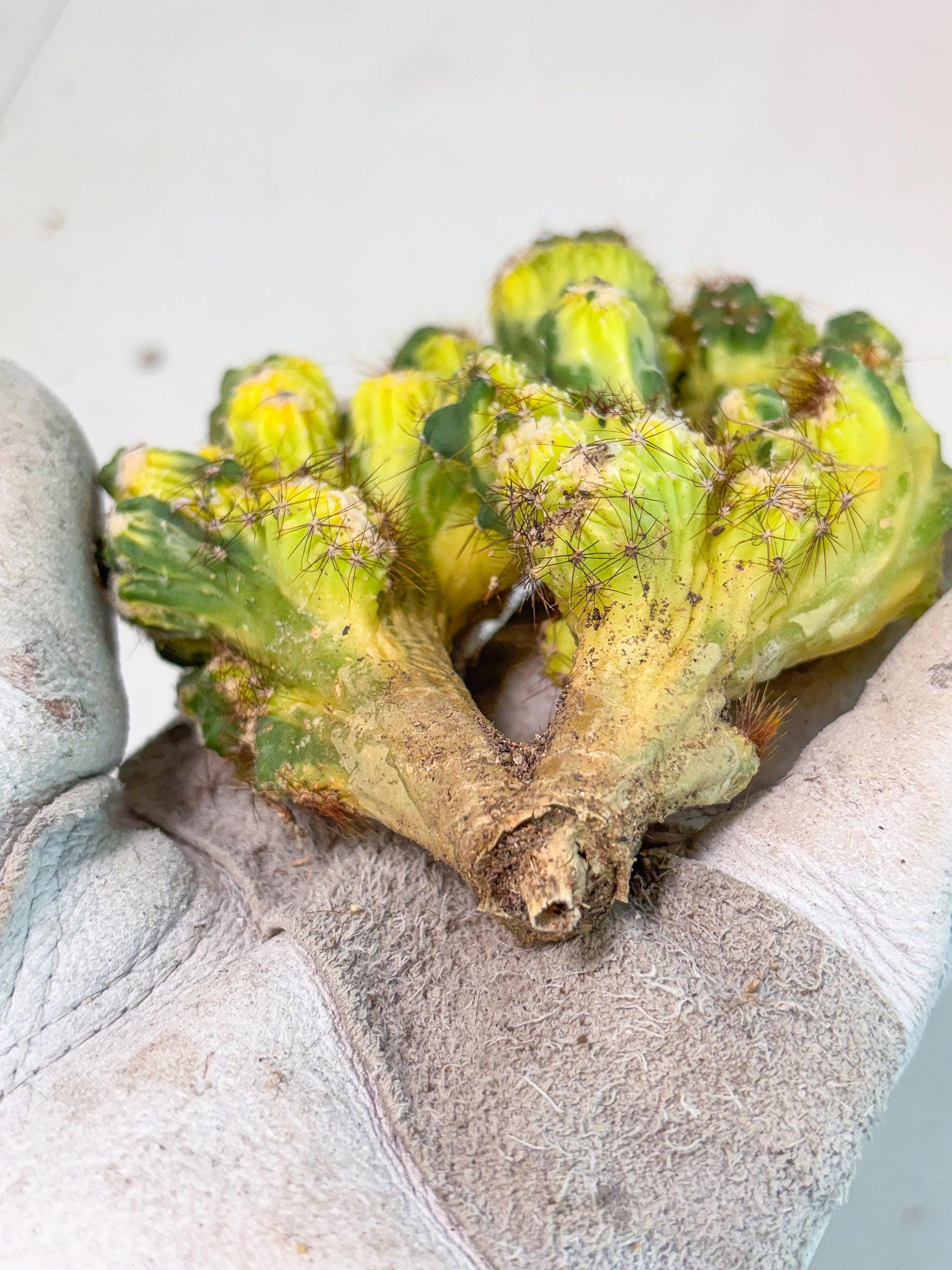 Cereus monstruosus Variegatus Hort (o) | Imported