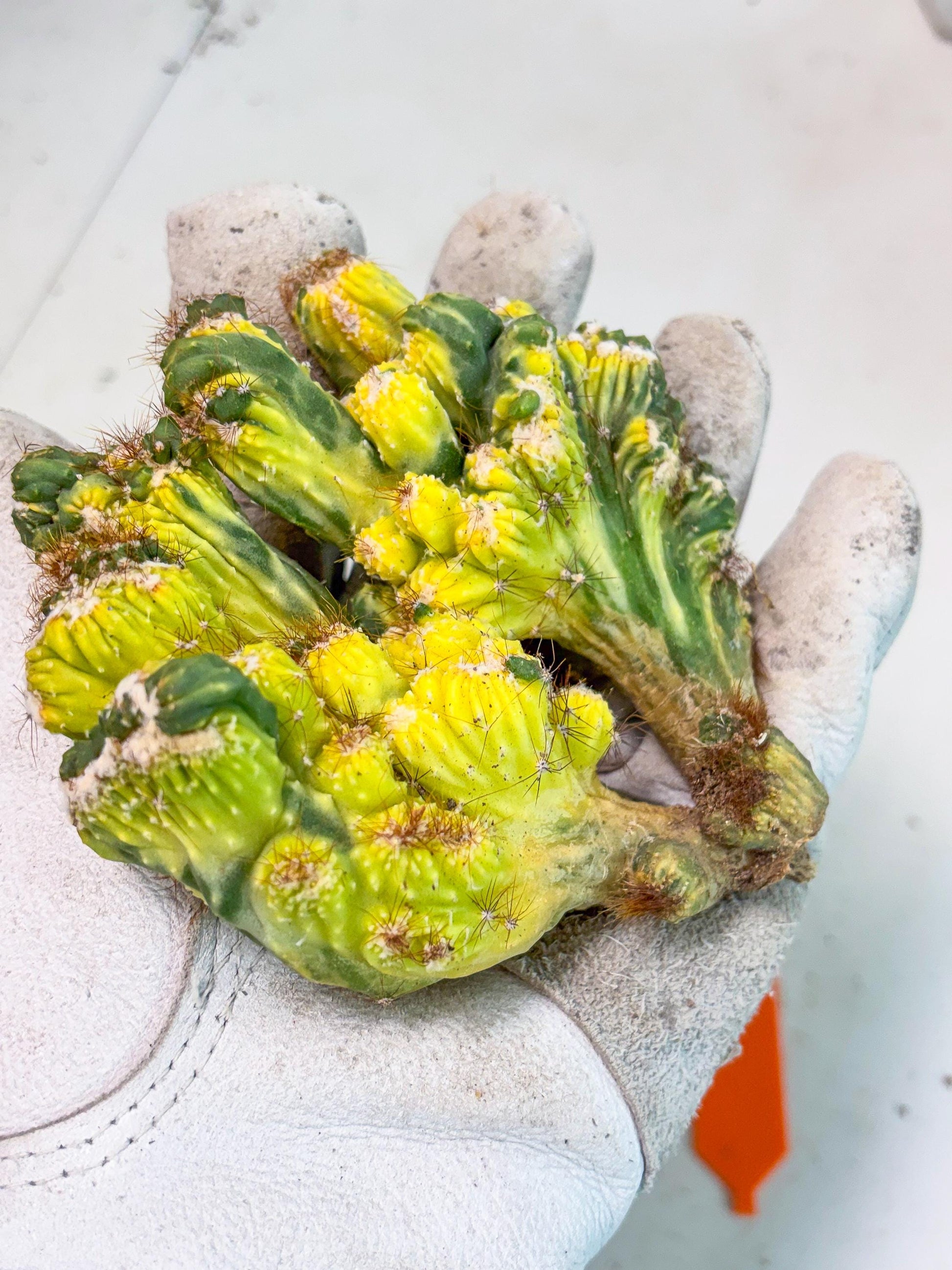 Cereus monstruosus Variegatus Hort (o) | Imported