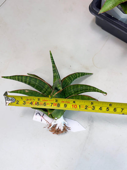 Sansevieria Abra (ba1) (2) | Rare imported