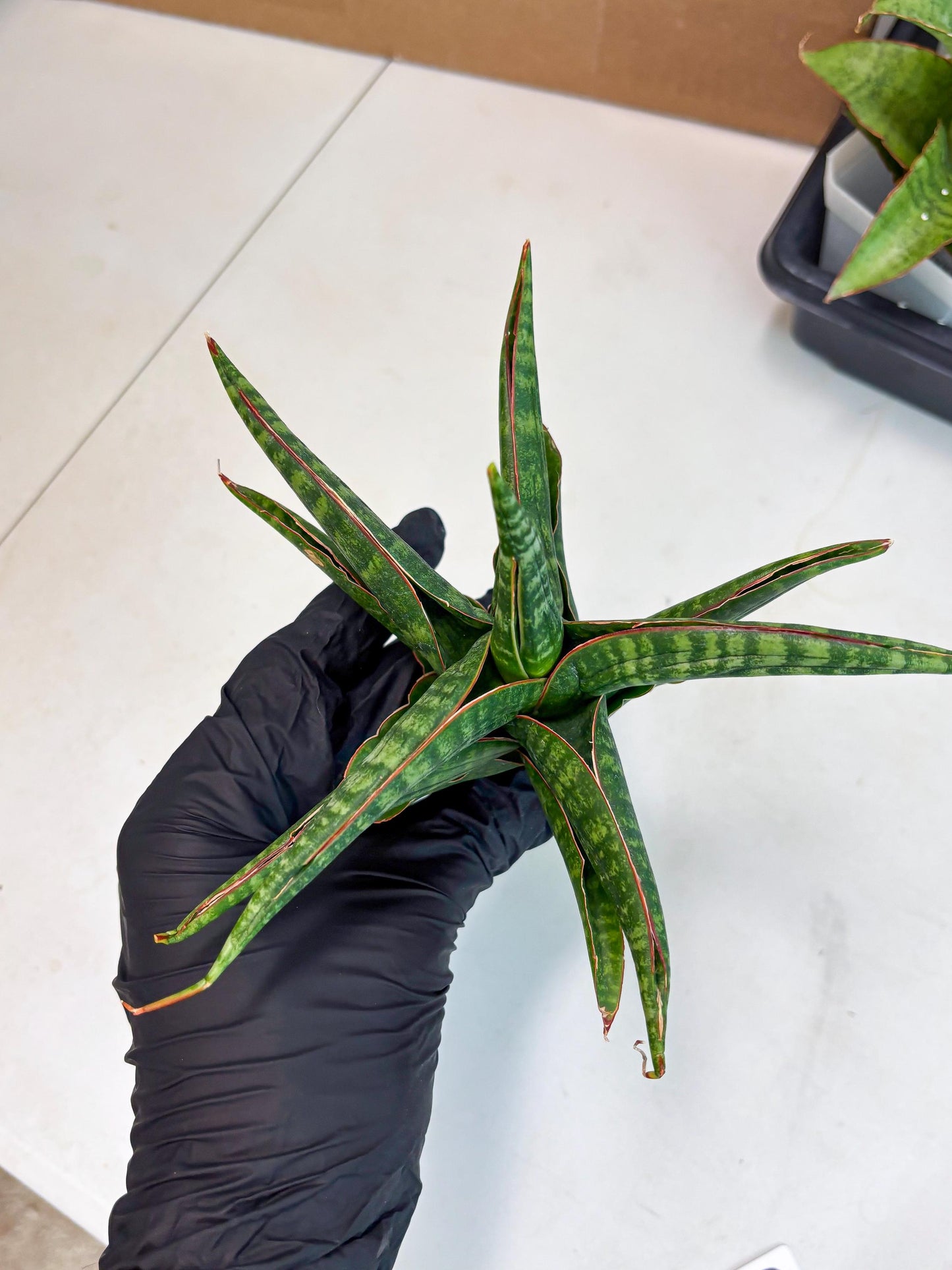 Sansevieria Abra (ba1) (2) | Rare imported