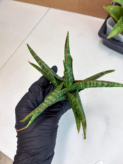 Sansevieria Abra (ba1) (2) | Rare imported