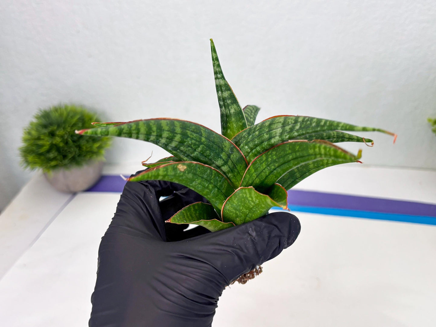 Sansevieria Abra (ba1) (2) | Rare imported