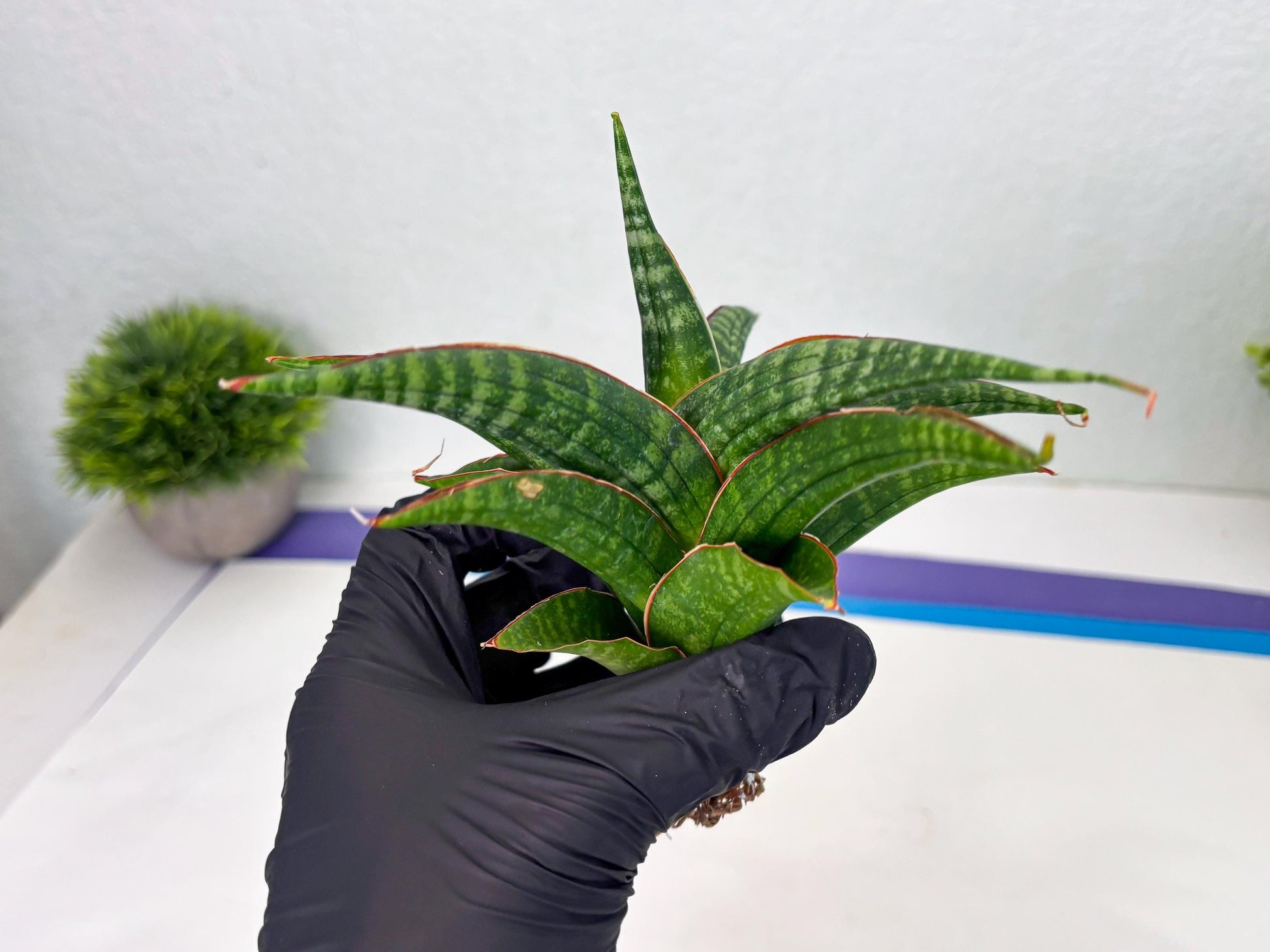 Sansevieria Abra (ba1) (2) | Rare imported