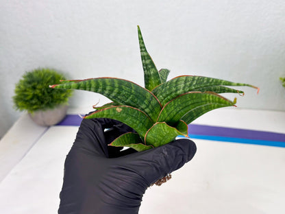 Sansevieria Abra (ba1) (2) | Rare imported