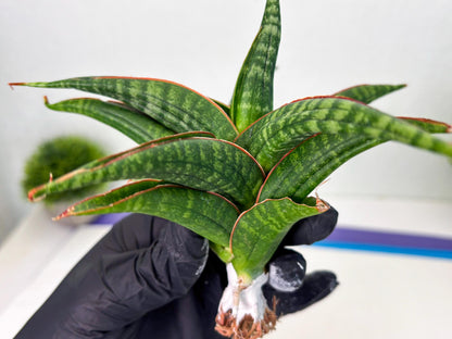 Sansevieria Abra (ba1) (2) | Rare imported