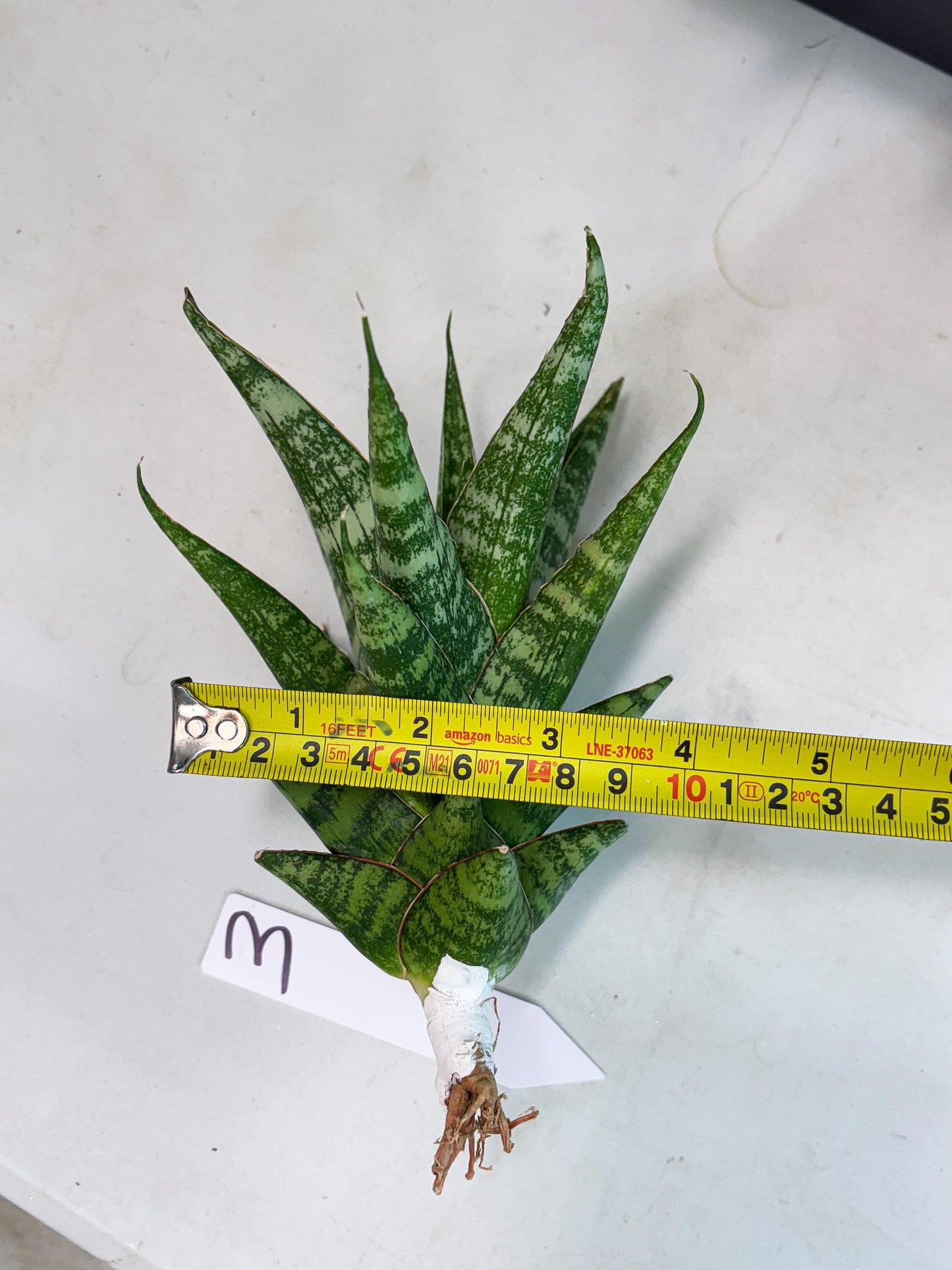 Sansevieria Ratu saba (ba1) (3) | Rare imported