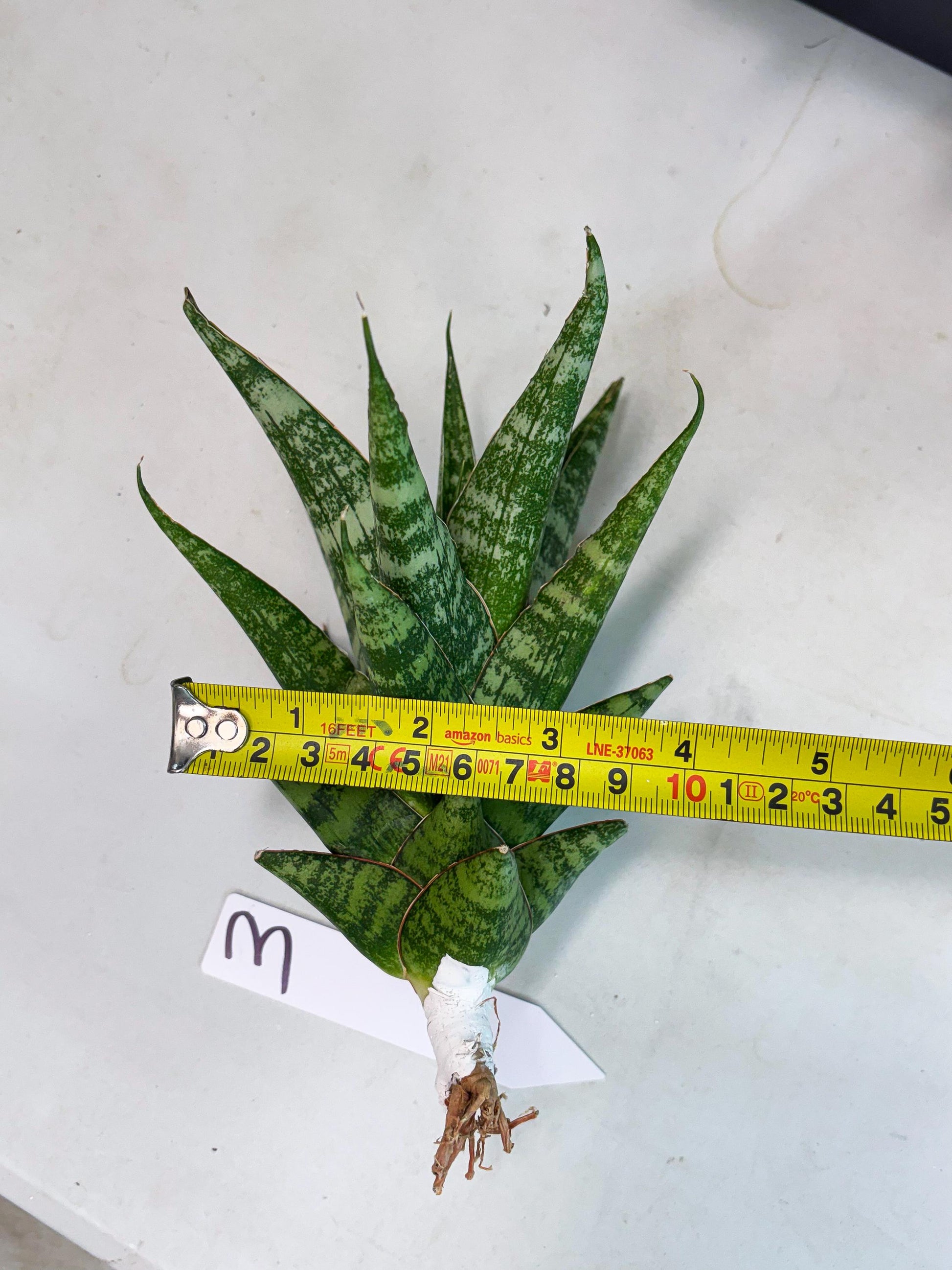 Sansevieria Ratu saba (ba1) (3) | Rare imported
