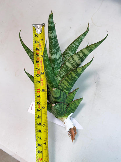 Sansevieria Ratu saba (ba1) (3) | Rare imported