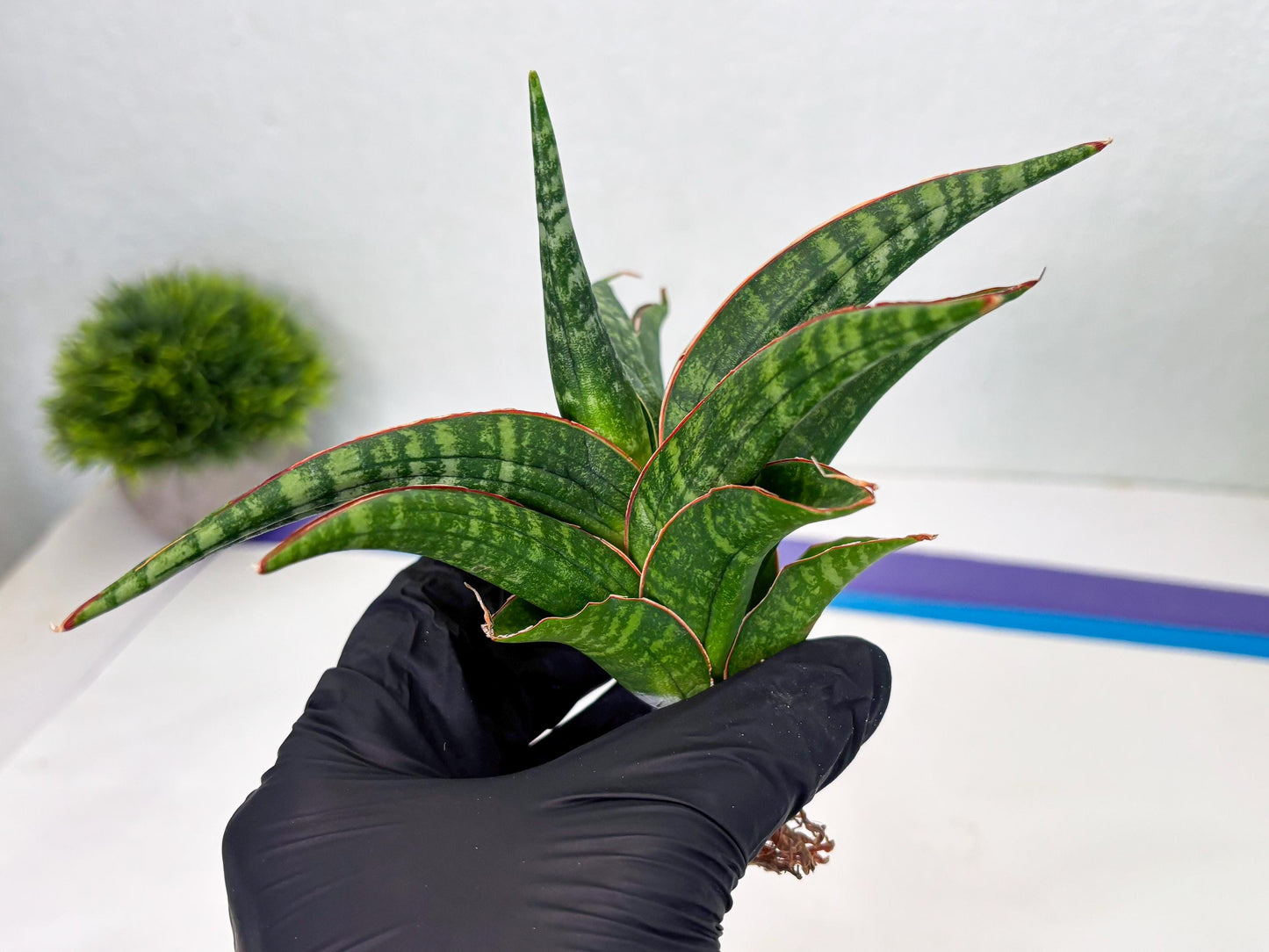 Sansevieria Abra (ba1) (2) | Rare imported