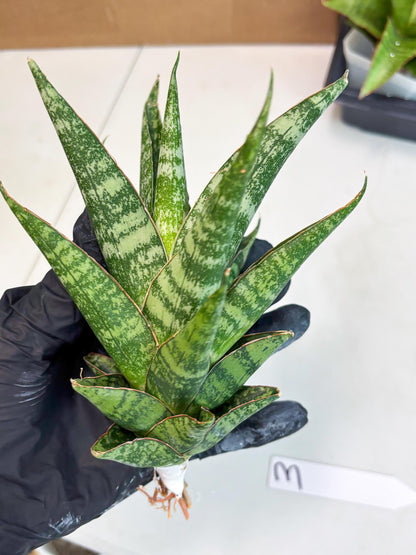 Sansevieria Ratu saba (ba1) (3) | Rare imported