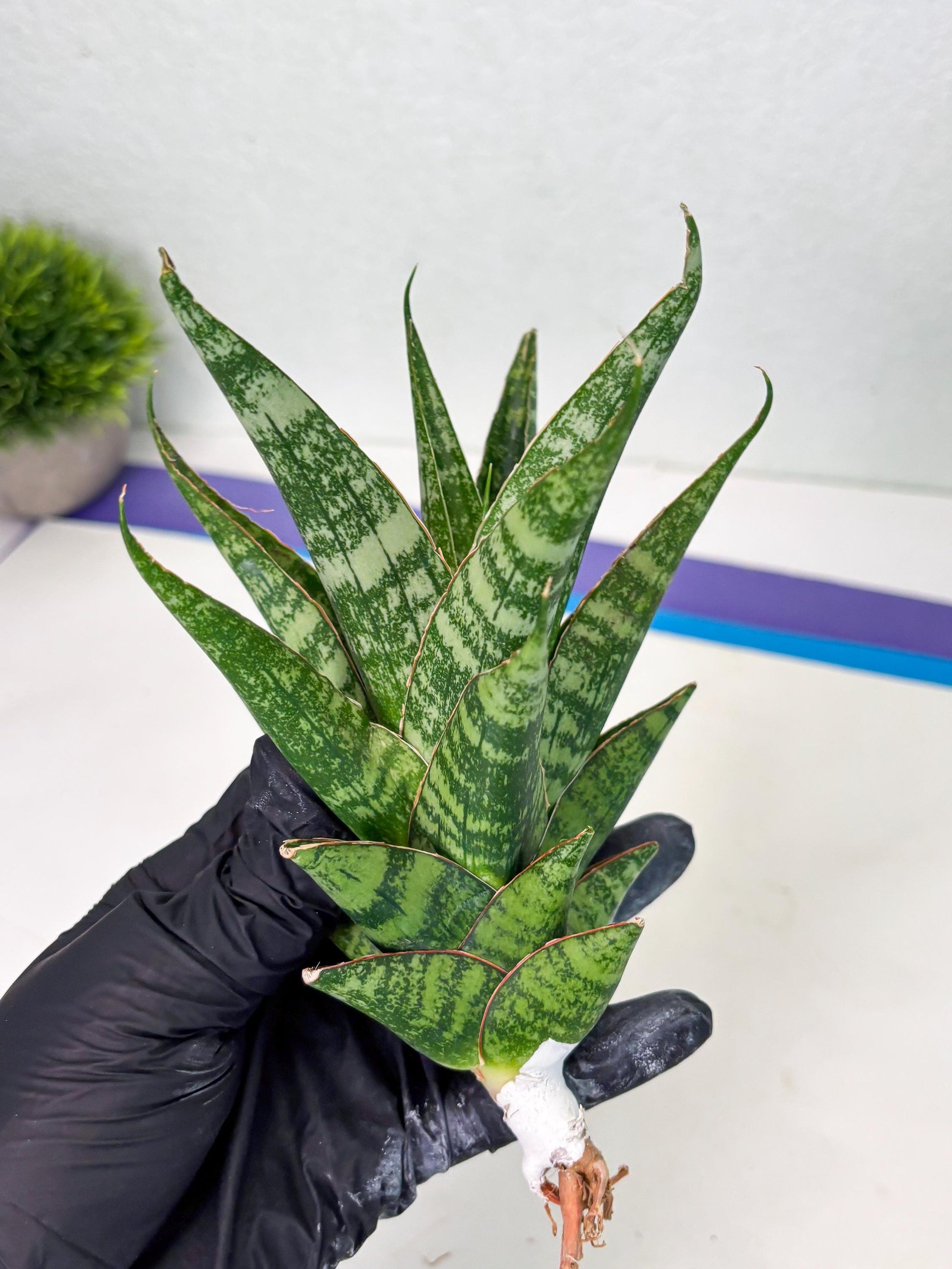 Sansevieria Ratu saba (ba1) (3) | Rare imported