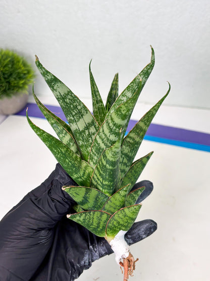 Sansevieria Ratu saba (ba1) (3) | Rare imported
