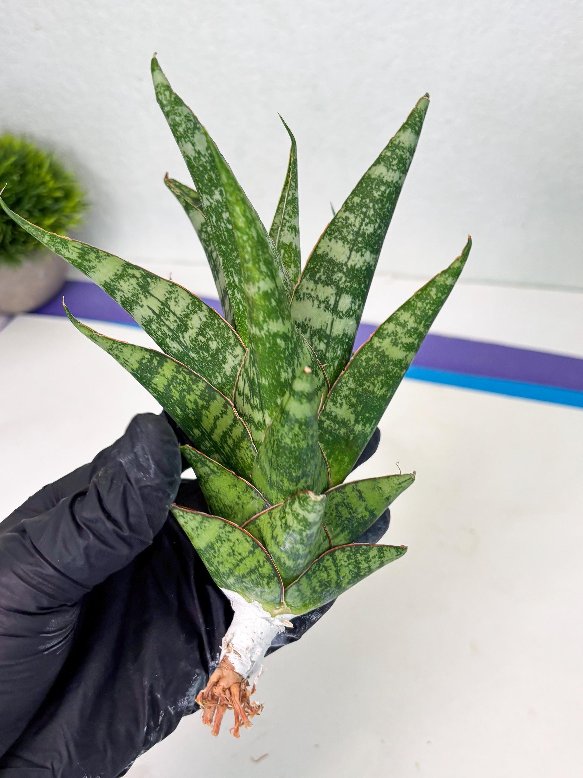 Sansevieria Ratu saba (ba1) (3) | Rare imported