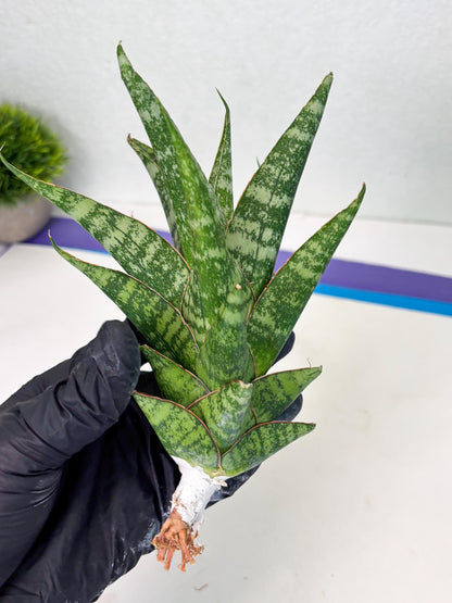 Sansevieria Ratu saba (ba1) (3) | Rare imported