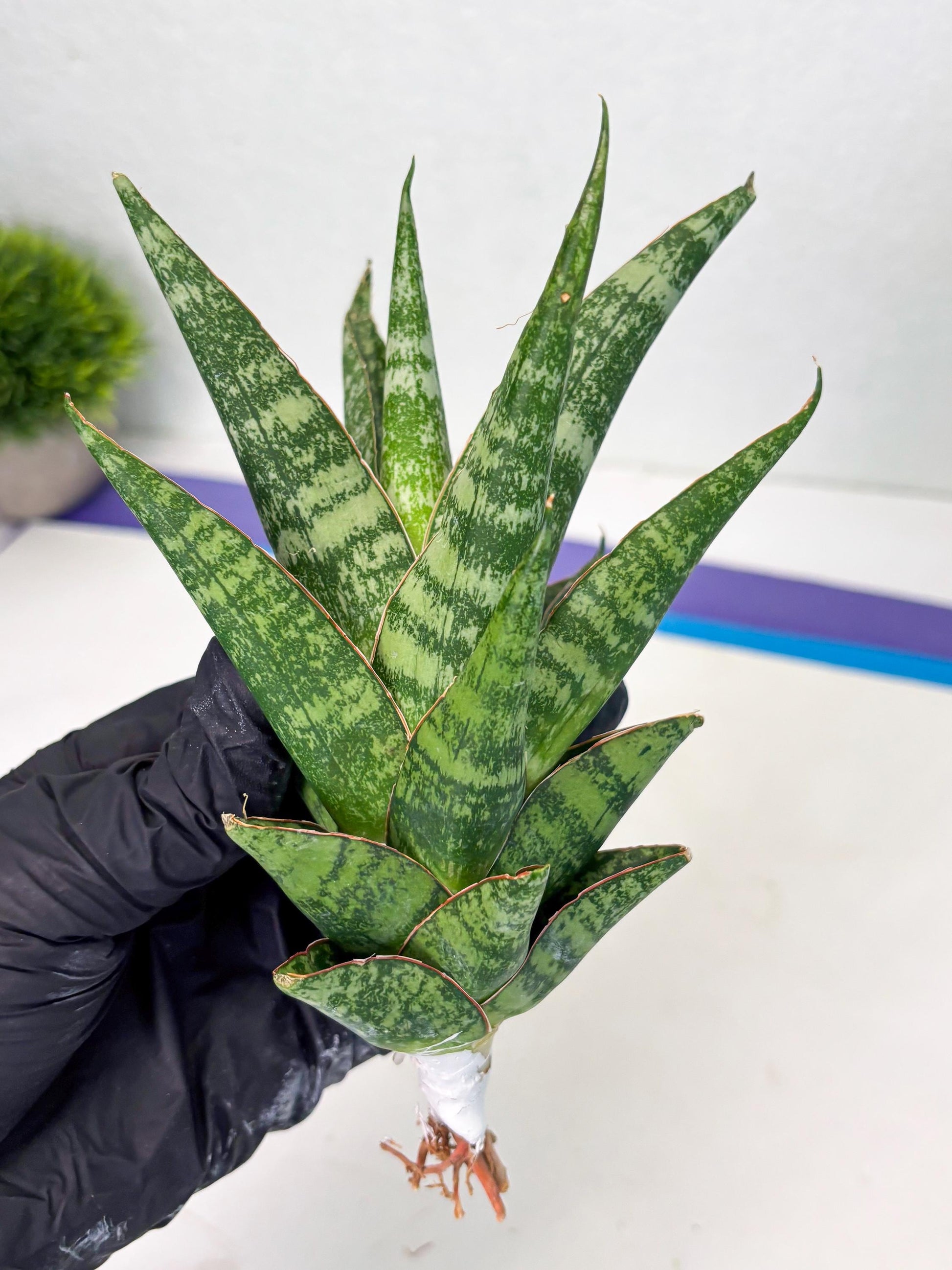 Sansevieria Ratu saba (ba1) (3) | Rare imported