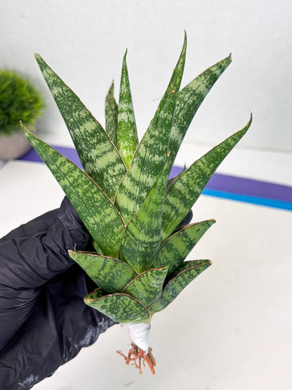 Sansevieria Ratu saba (ba1) (3) | Rare imported