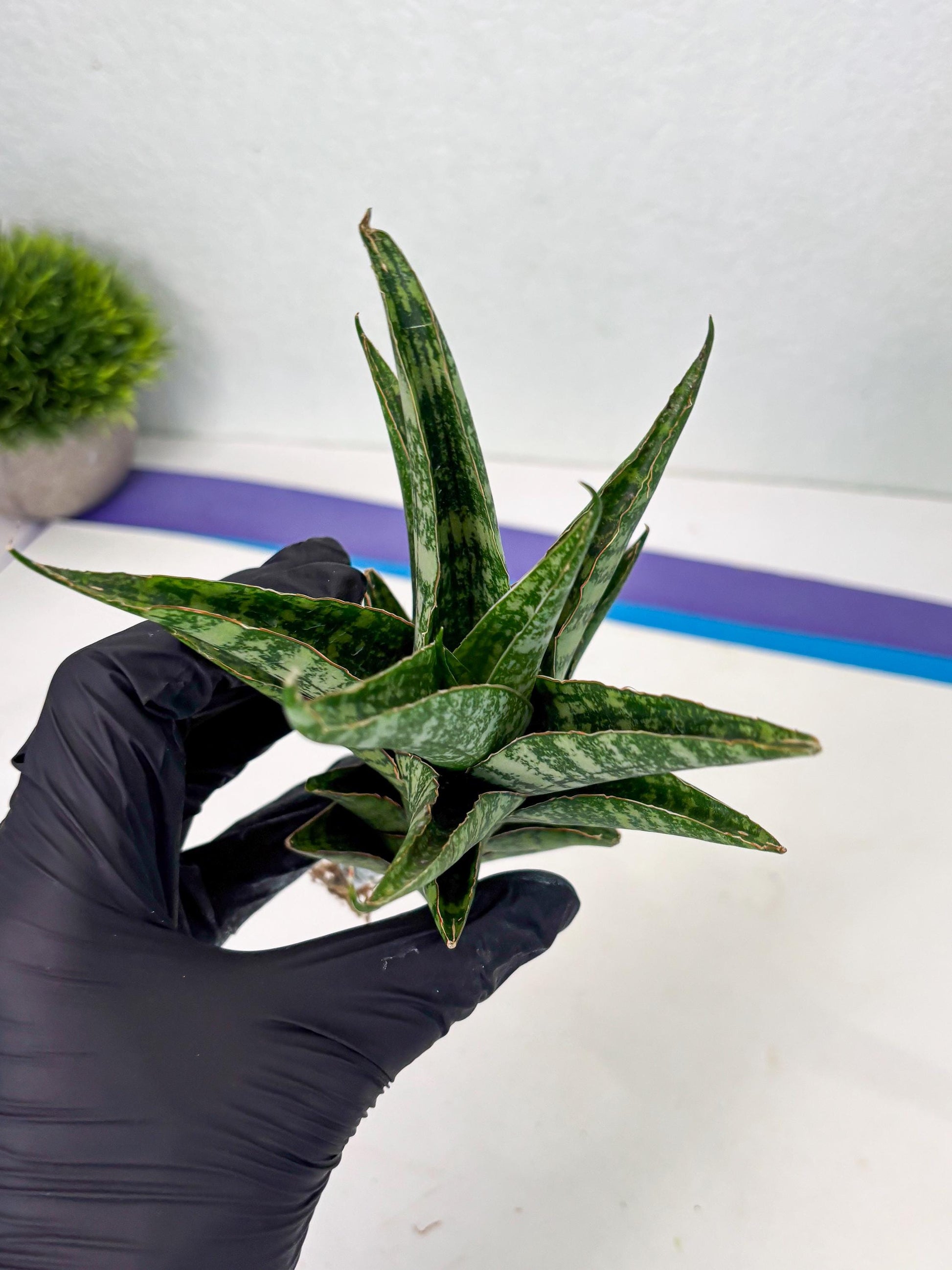 Sansevieria Ratu saba (ba1) (3) | Rare imported
