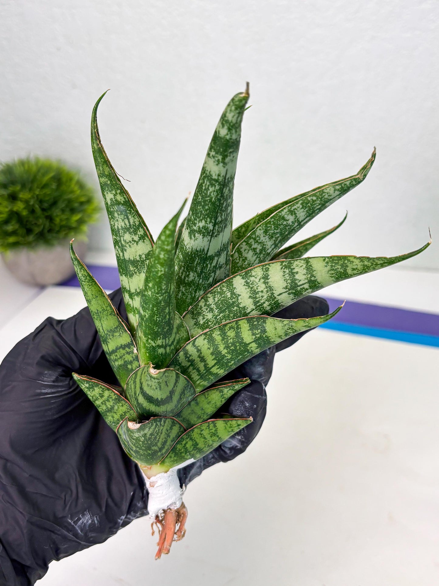Sansevieria Ratu saba (ba1) (3) | Rare imported