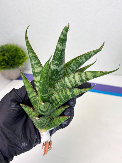 Sansevieria Ratu saba (ba1) (3) | Rare imported