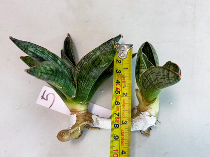 Sansevieria Macho (ba1) (5) | Rara Hybrid
