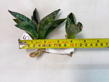 Sansevieria Macho (ba1) (5) | Rara Hybrid