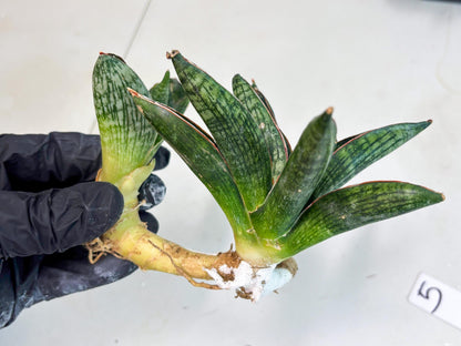 Sansevieria Macho (ba1) (5) | Rara Hybrid