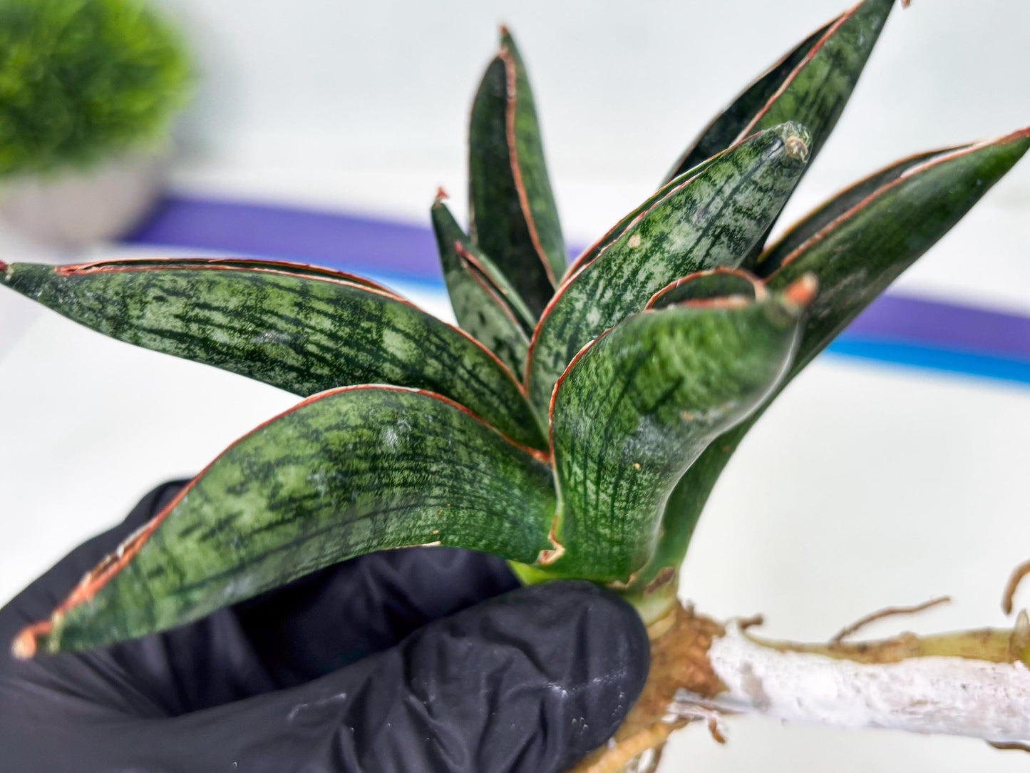 Sansevieria Macho (ba1) (5) | Rara Hybrid
