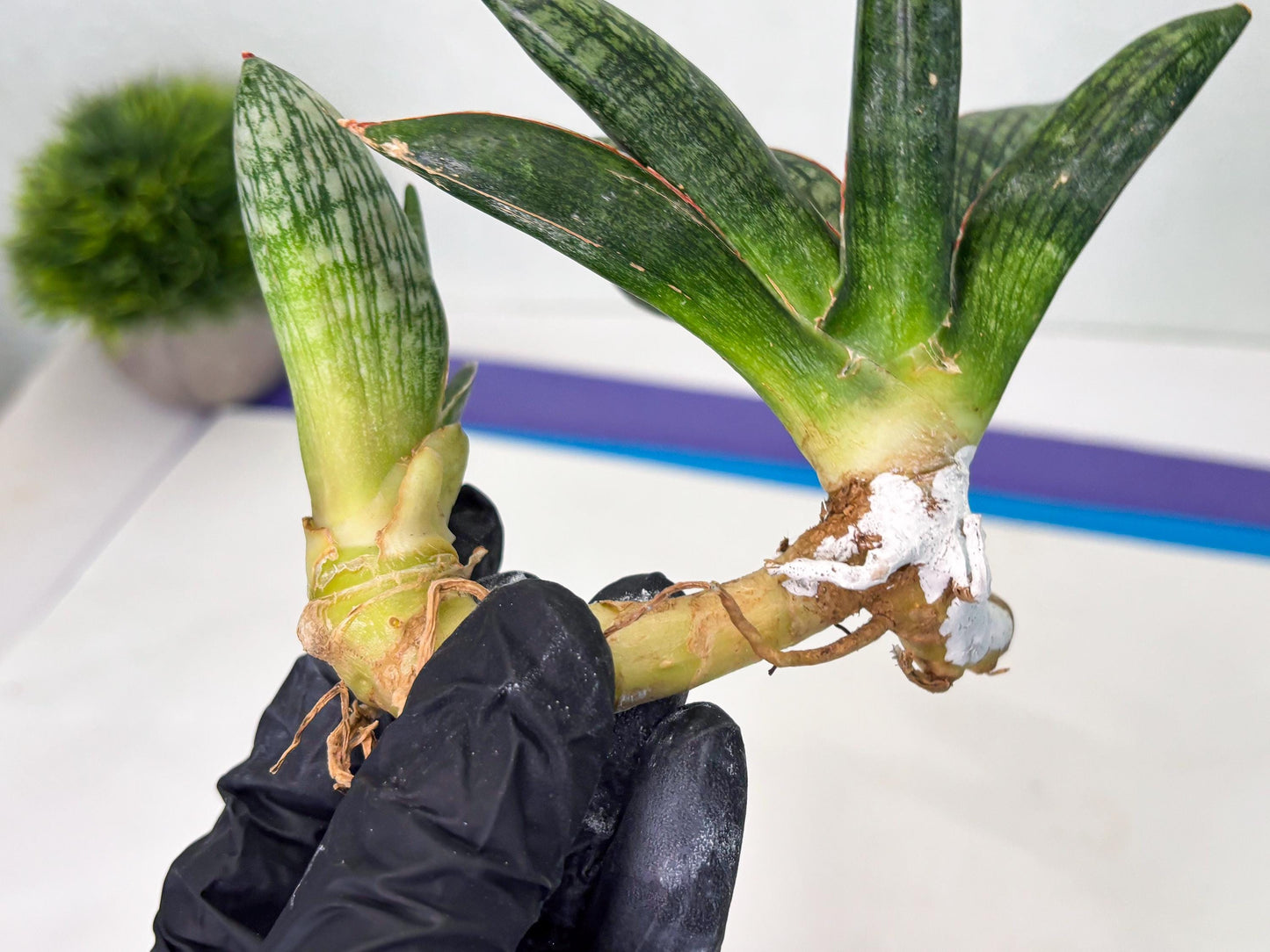 Sansevieria Macho (ba1) (5) | Rara Hybrid
