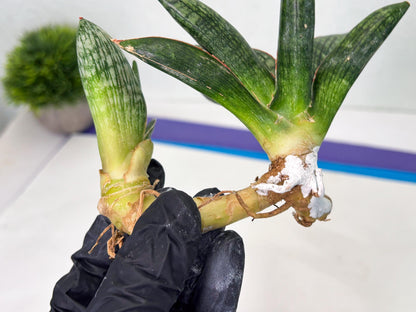 Sansevieria Macho (ba1) (5) | Rara Hybrid