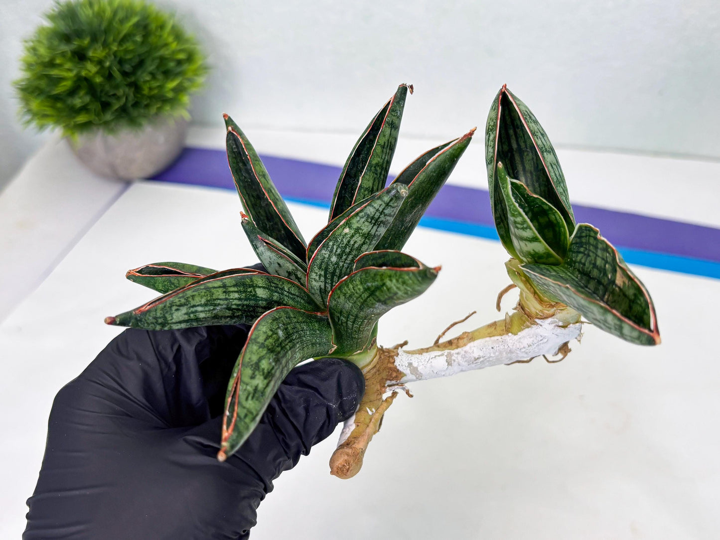 Sansevieria Macho (ba1) (5) | Rara Hybrid