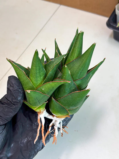 Sansevieria Marlena (ba1) (8) | Rara Hybrid
