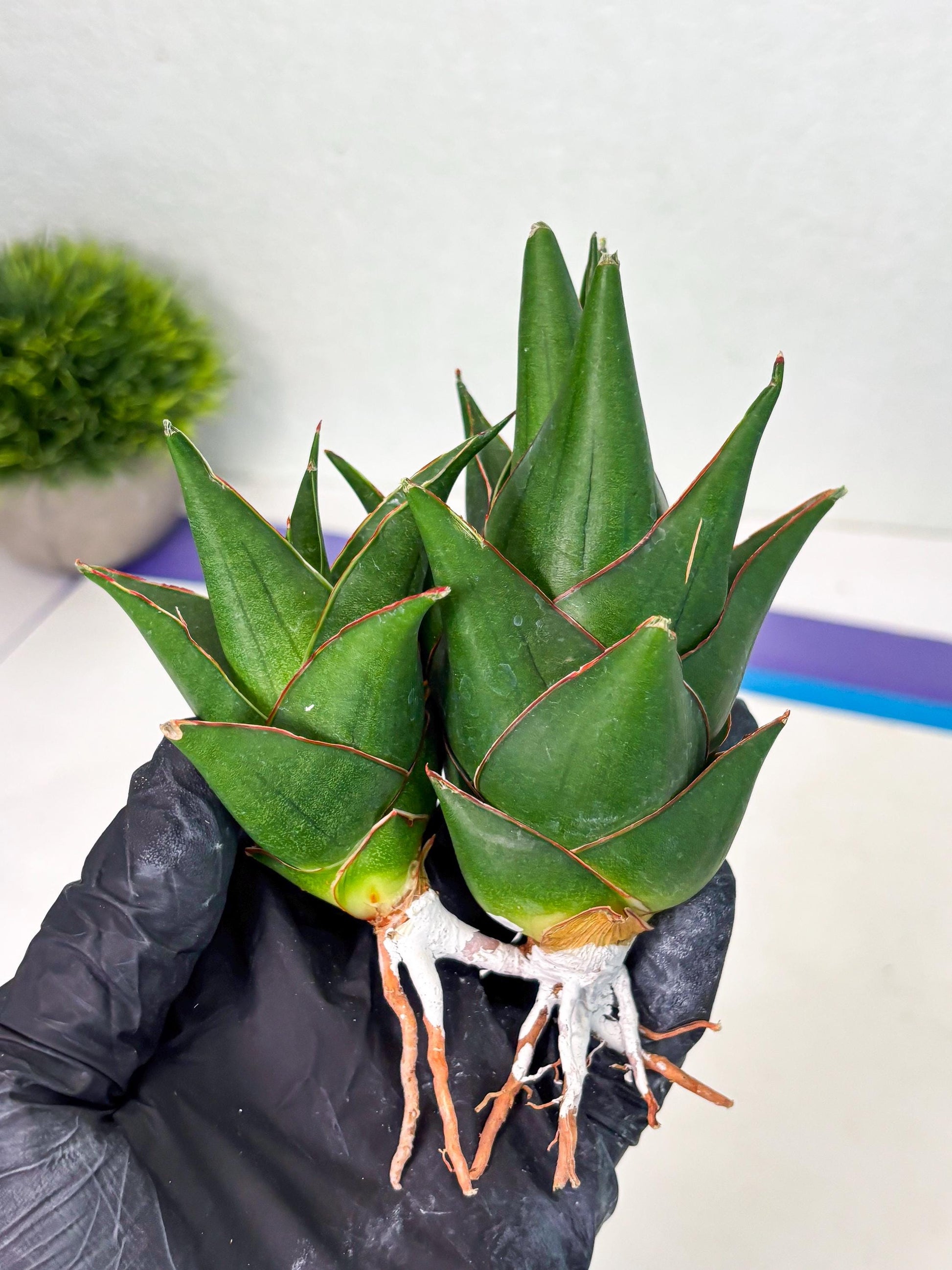 Sansevieria Marlena (ba1) (8) | Rara Hybrid