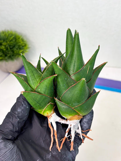 Sansevieria Marlena (ba1) (8) | Rara Hybrid