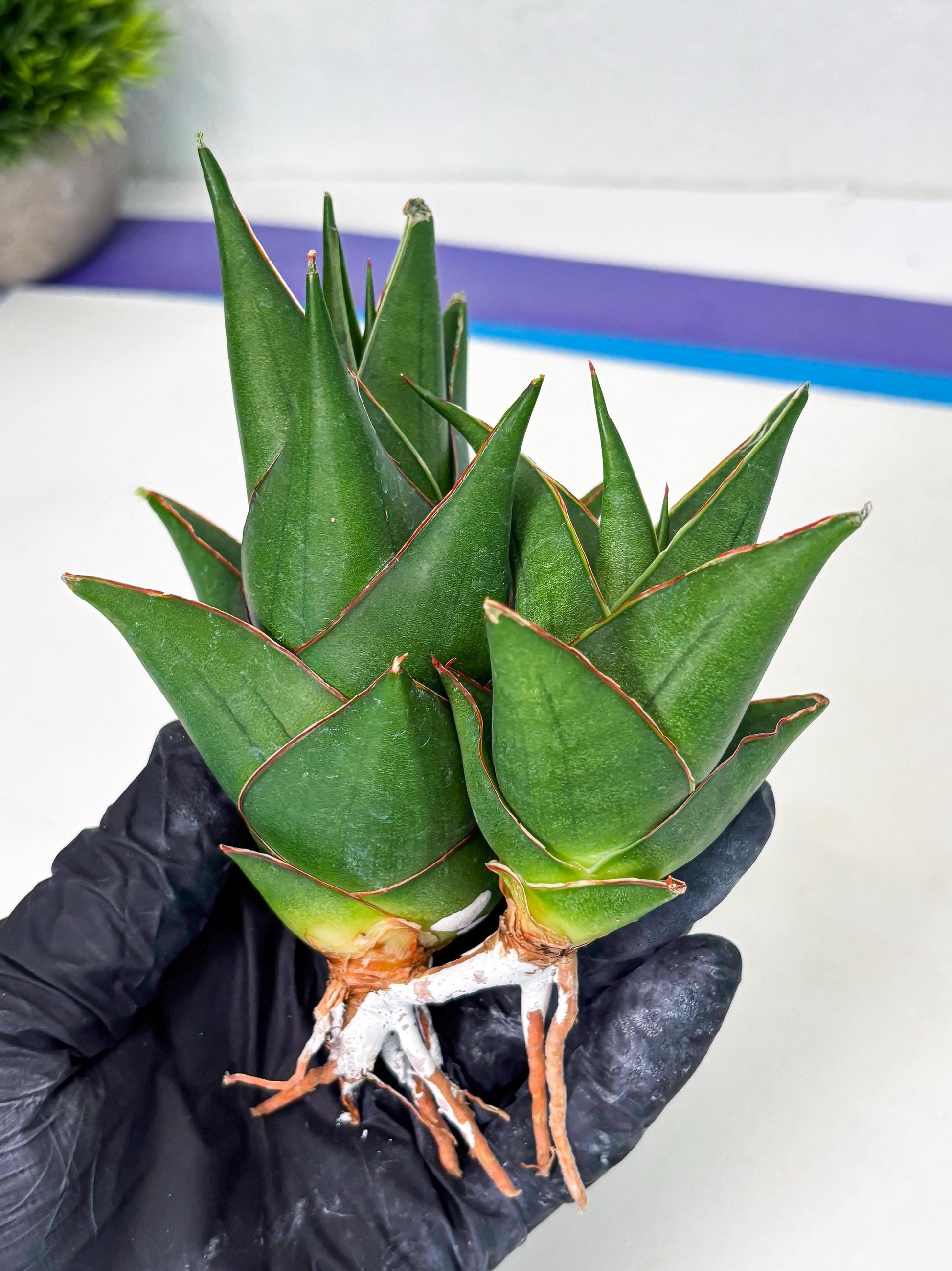 Sansevieria Marlena (ba1) (8) | Rara Hybrid