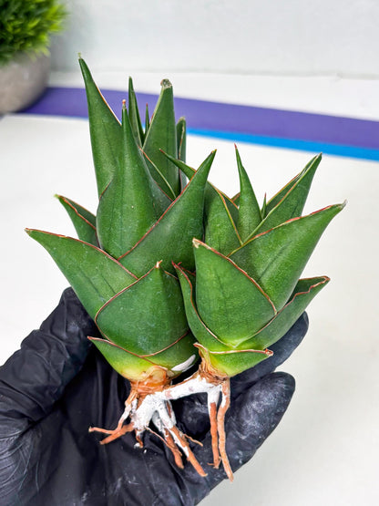 Sansevieria Marlena (ba1) (8) | Rara Hybrid