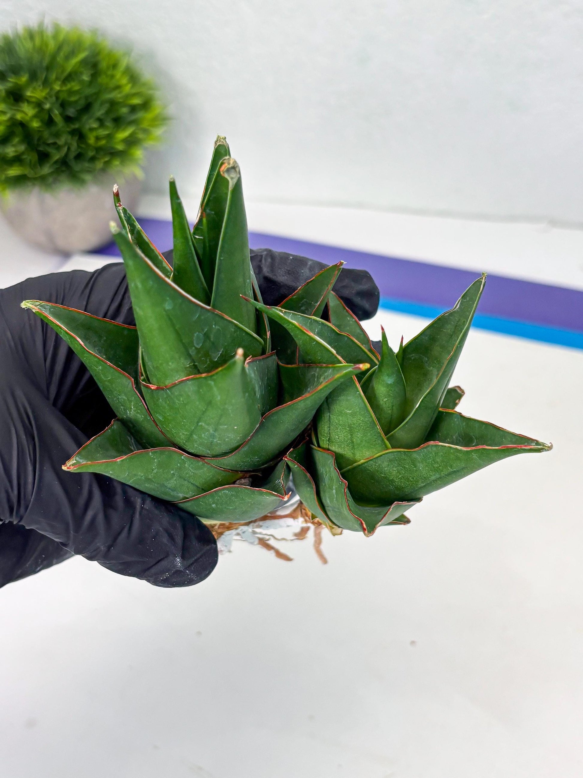Sansevieria Marlena (ba1) (8) | Rara Hybrid