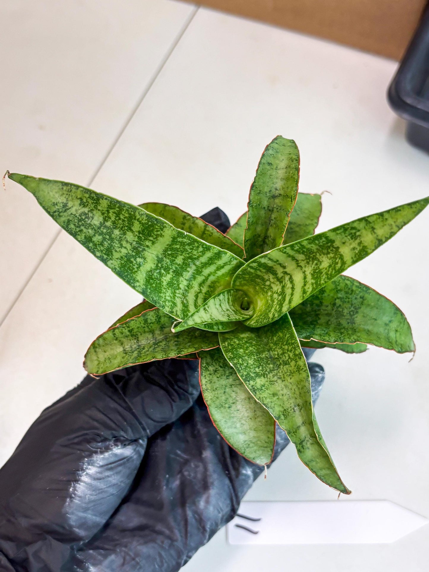 Sansevieria Mutia (ba1) (11) | Rara Hybrid