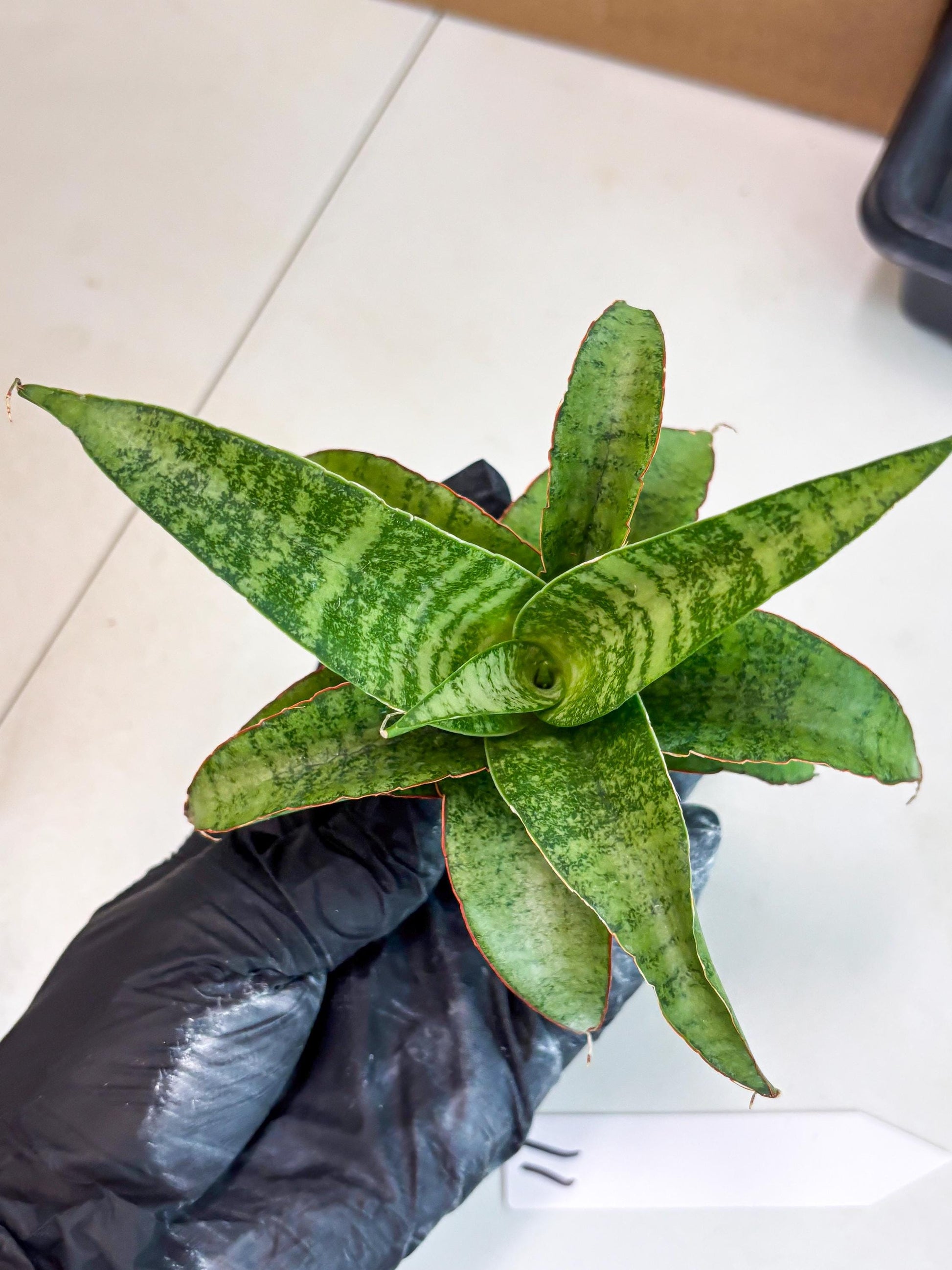 Sansevieria Mutia (ba1) (11) | Rara Hybrid