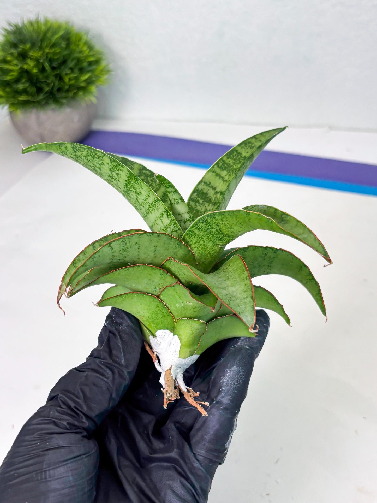 Sansevieria Mutia (ba1) (11) | Rara Hybrid