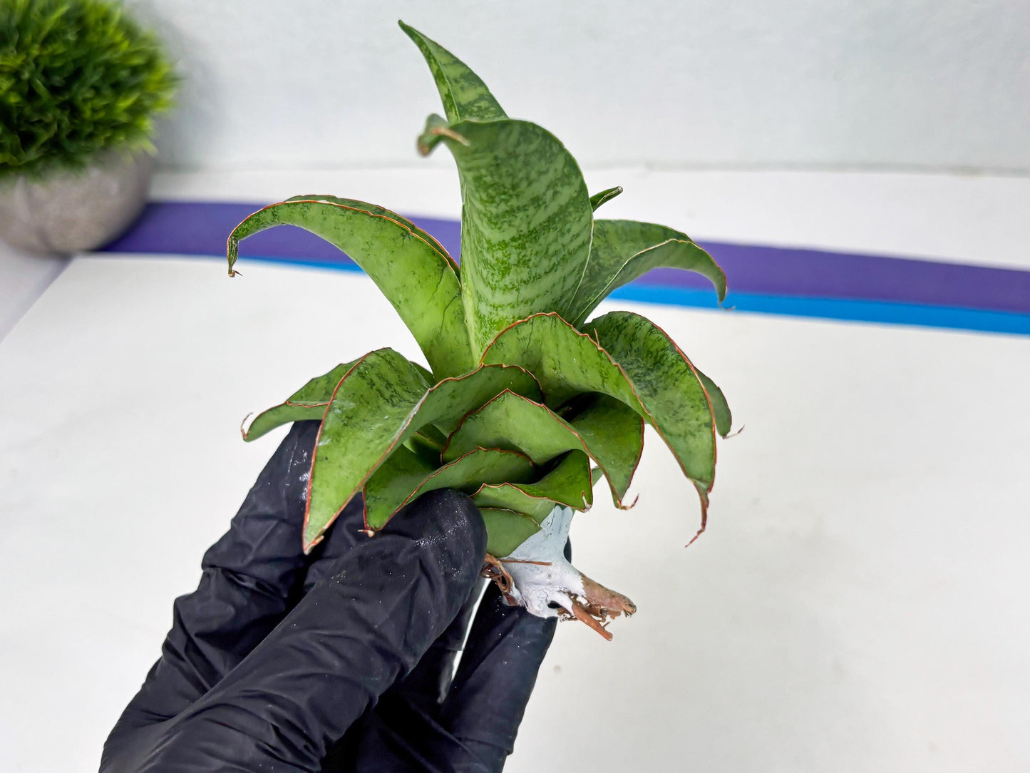 Sansevieria Mutia (ba1) (11) | Rara Hybrid